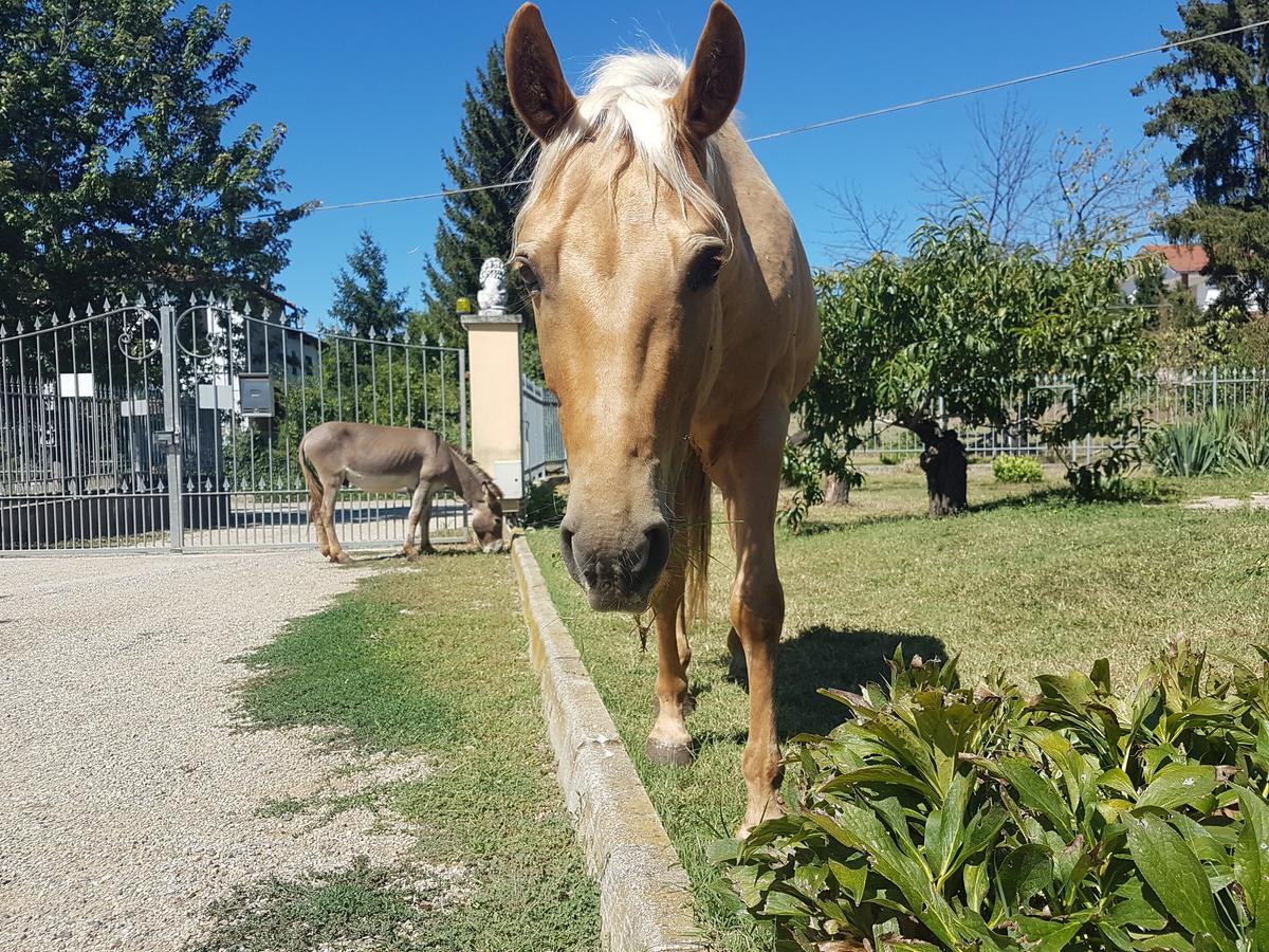 La Crota B&B Asti Kültér fotó